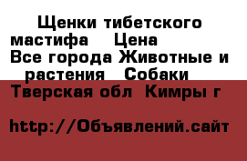 Щенки тибетского мастифа. › Цена ­ 30 000 - Все города Животные и растения » Собаки   . Тверская обл.,Кимры г.